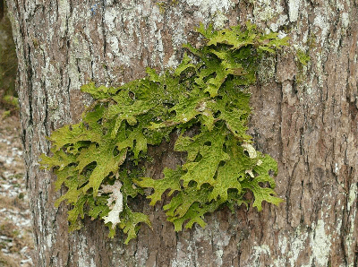 Sticta pulmonaria